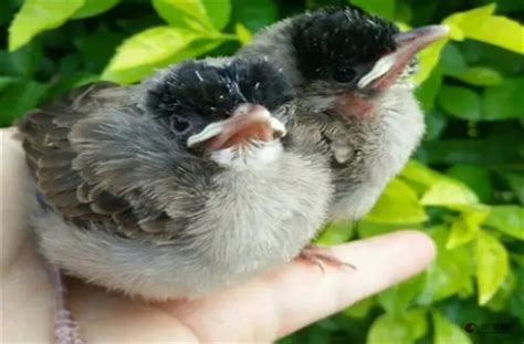 幼鳥突然死掉